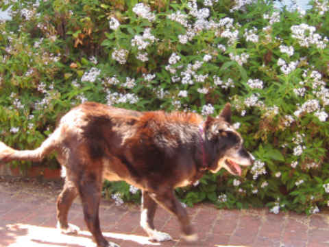 Possum