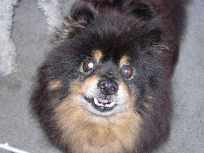 Cubby Bear