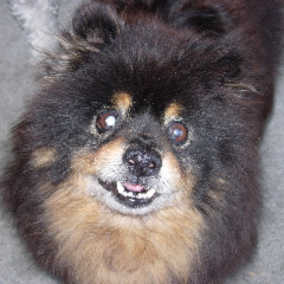 Cubby Bear