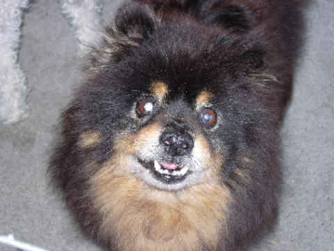 Cubby Bear