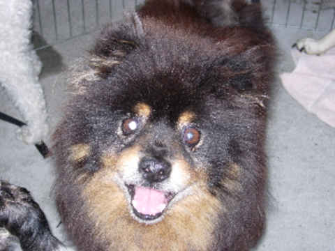 Cubby Bear