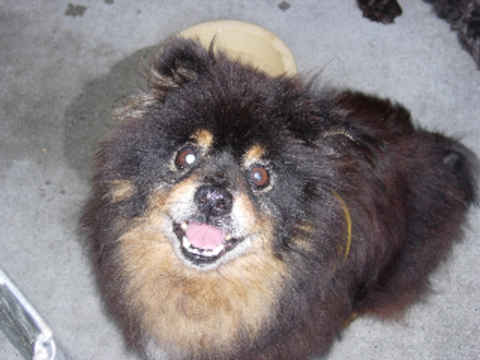 Cubby Bear