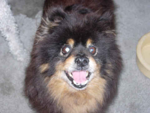 Cubby Bear