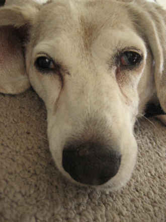 Bailey 3