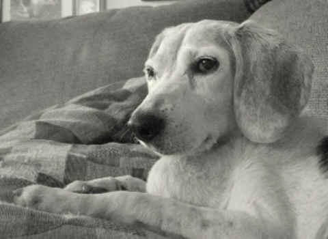 Bailey 3