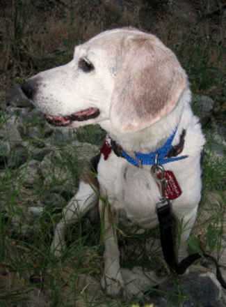 Bailey 3