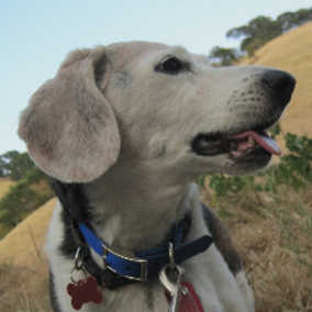 Bailey 3
