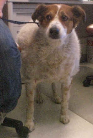 Koby