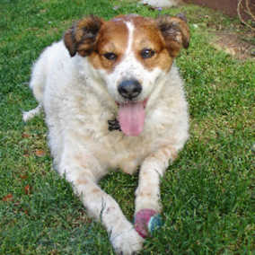 Koby