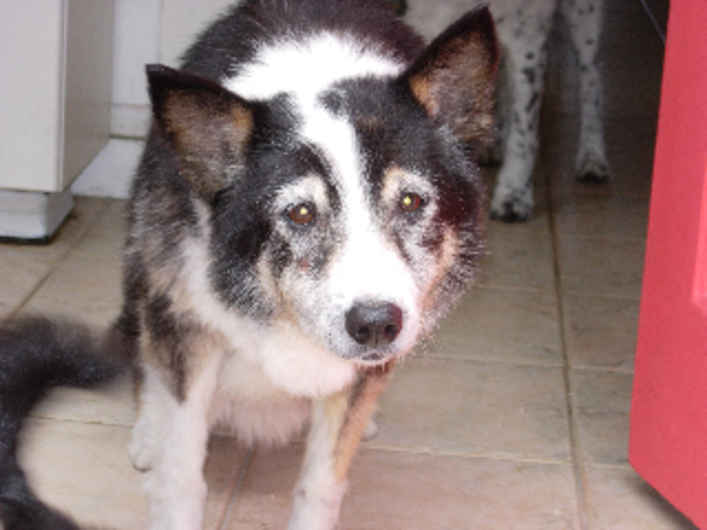Kaya