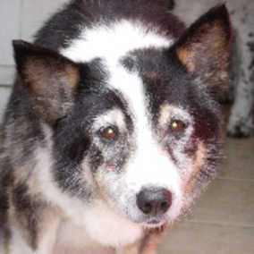 Kaya