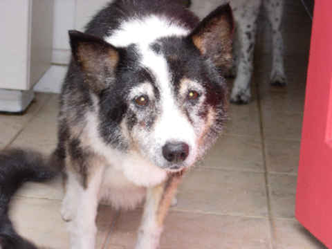 Kaya