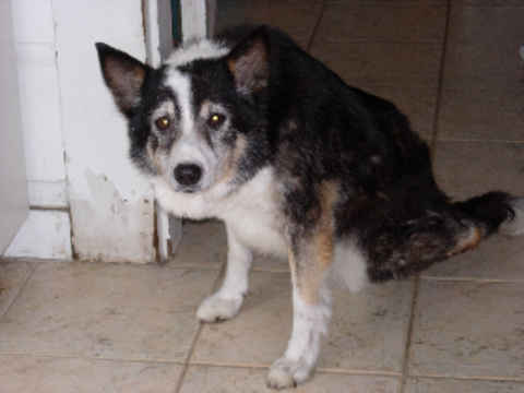 Kaya