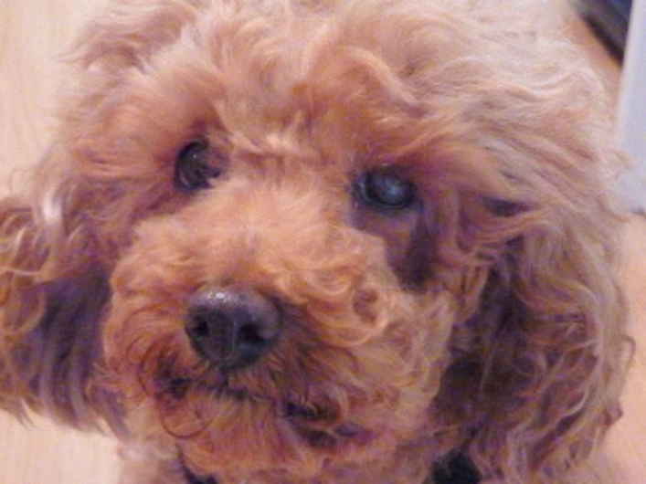 Buffy