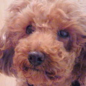 Buffy