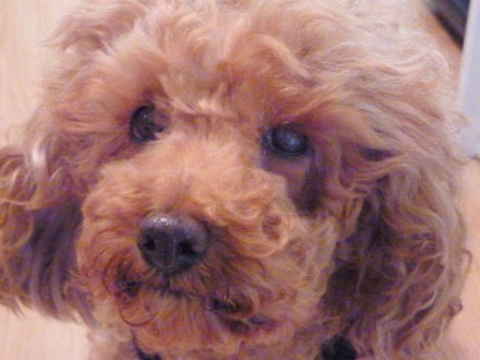 Buffy