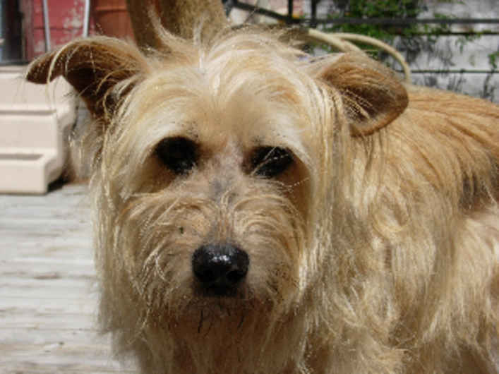 Mitzi