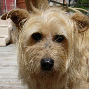 Mitzi