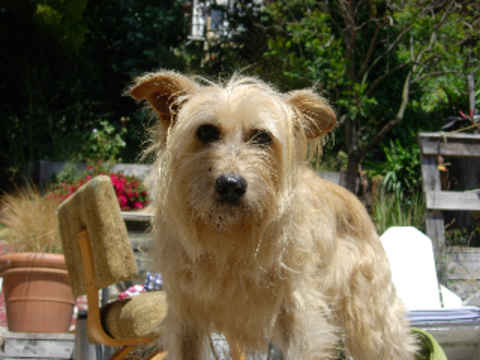 Mitzi