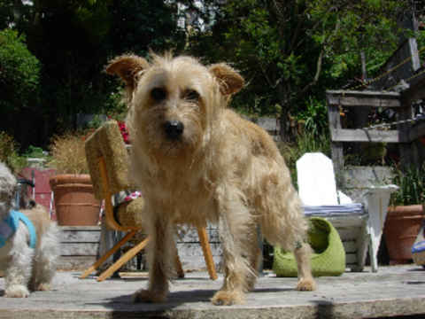 Mitzi