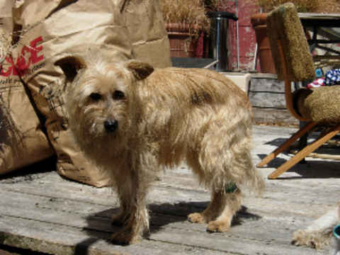 Mitzi