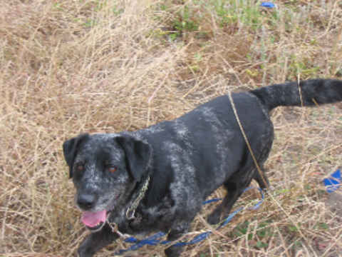 Sammy 2