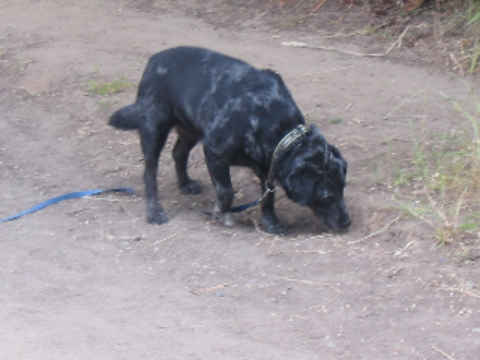 Sammy 2