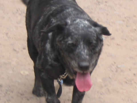 Sammy 2