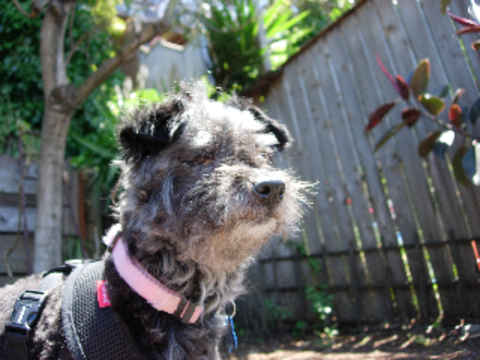 Lulu