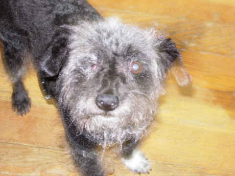 Lulu