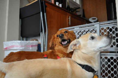Roscoe 2