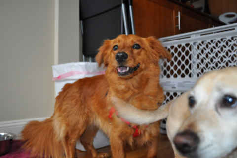 Roscoe 2