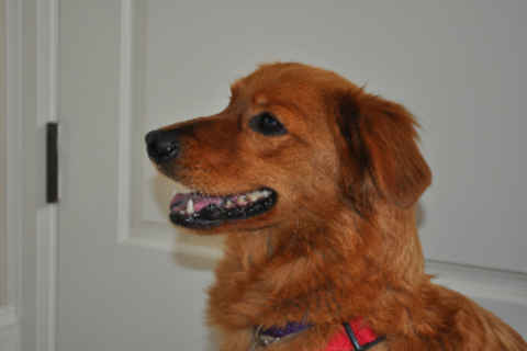 Roscoe 2