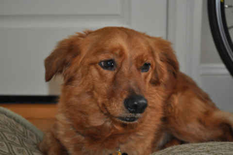 Roscoe 2