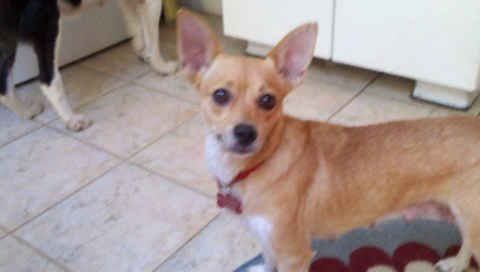 Chela
