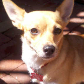 Chela