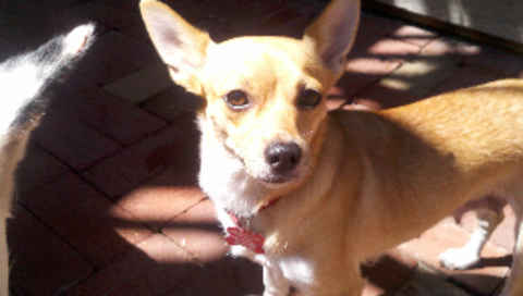 Chela