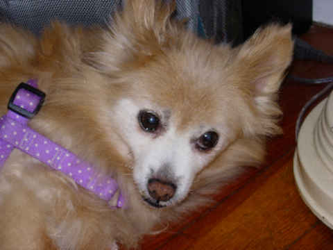 Debbie