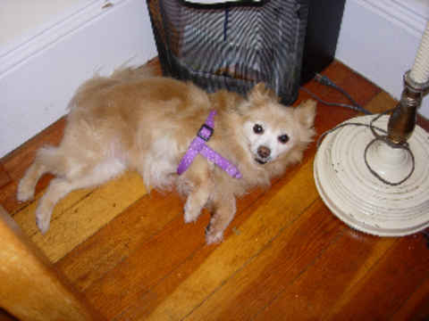 Debbie