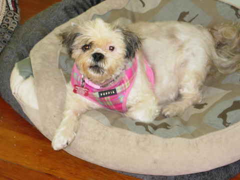 Zoey 2