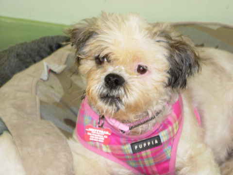 Zoey 2