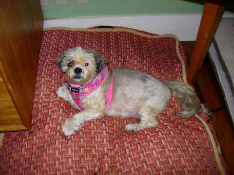Zoey 2