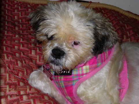Zoey 2