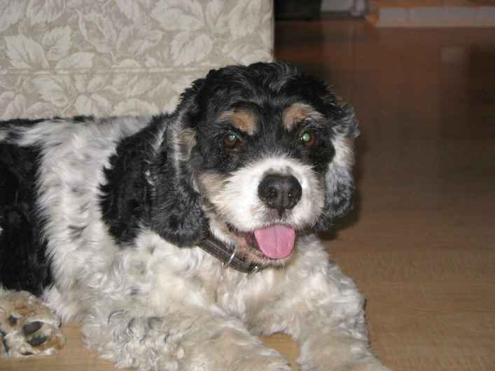 Bandit