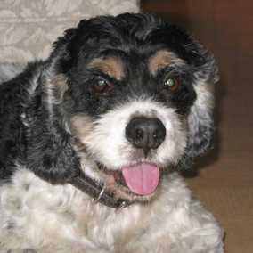 Bandit