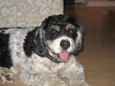 Bandit