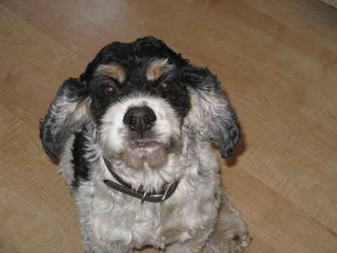 Bandit