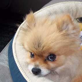 Osita