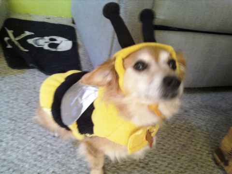 Darla