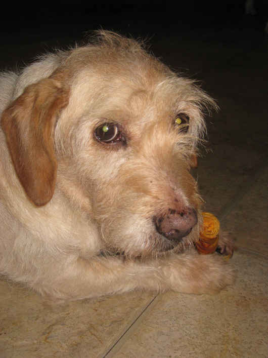 Oscar 4